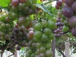 �c(di��n)���鿴Ԕ��(x��)